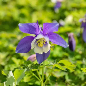 Aquilegia 'Spring Magic Blue & White'